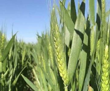 Monitorean cultivos de trigo en el Valle del Yaqui