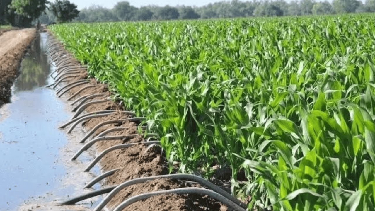 Productores del sur de Sonora optimizan riego para sus cultivos