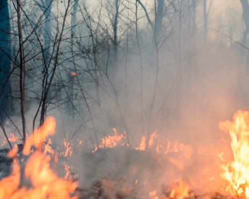 Reducen los incendios forestales en Sonora