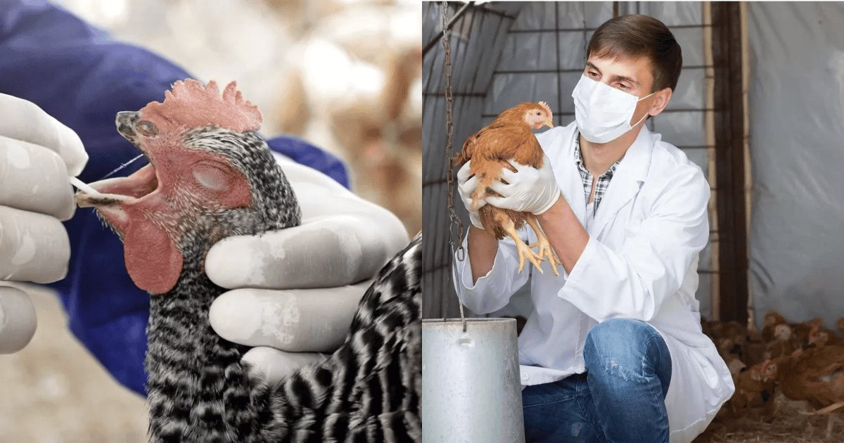 Alerta máxima por influenza aviar en México; EU reporta caso humano