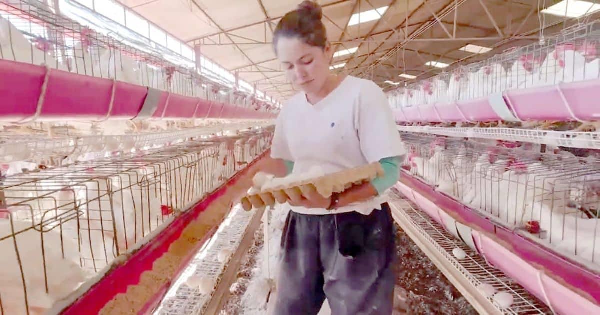 México está totalmente libre de influenza aviar; logro con impacto en Sonora