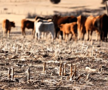 Sequía amenaza la producción de carne a corto plazo en Sonora