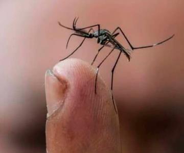 Realizan campañas de prevención del dengue y fiebre manchada: SSA
