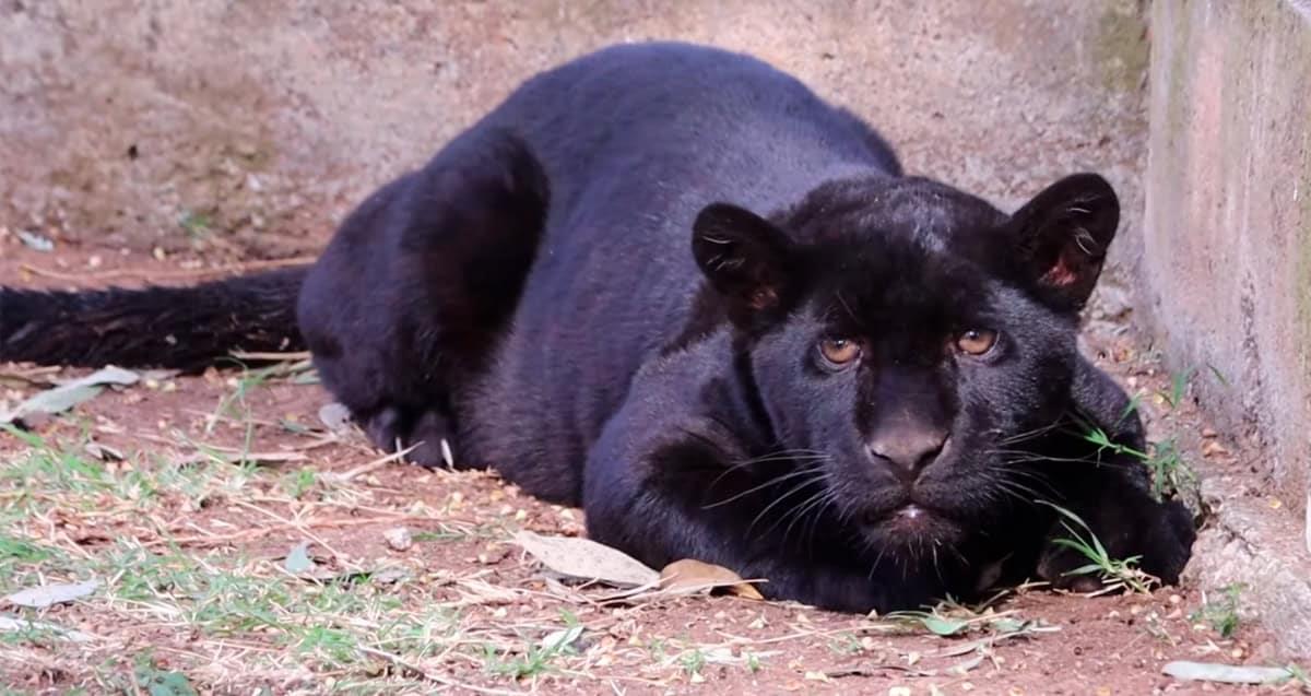 Fallece cachorro de jaguar tras inundación de aguas negras en zoológico