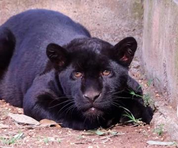 Fallece cachorro de jaguar tras inundación de aguas negras en zoológico