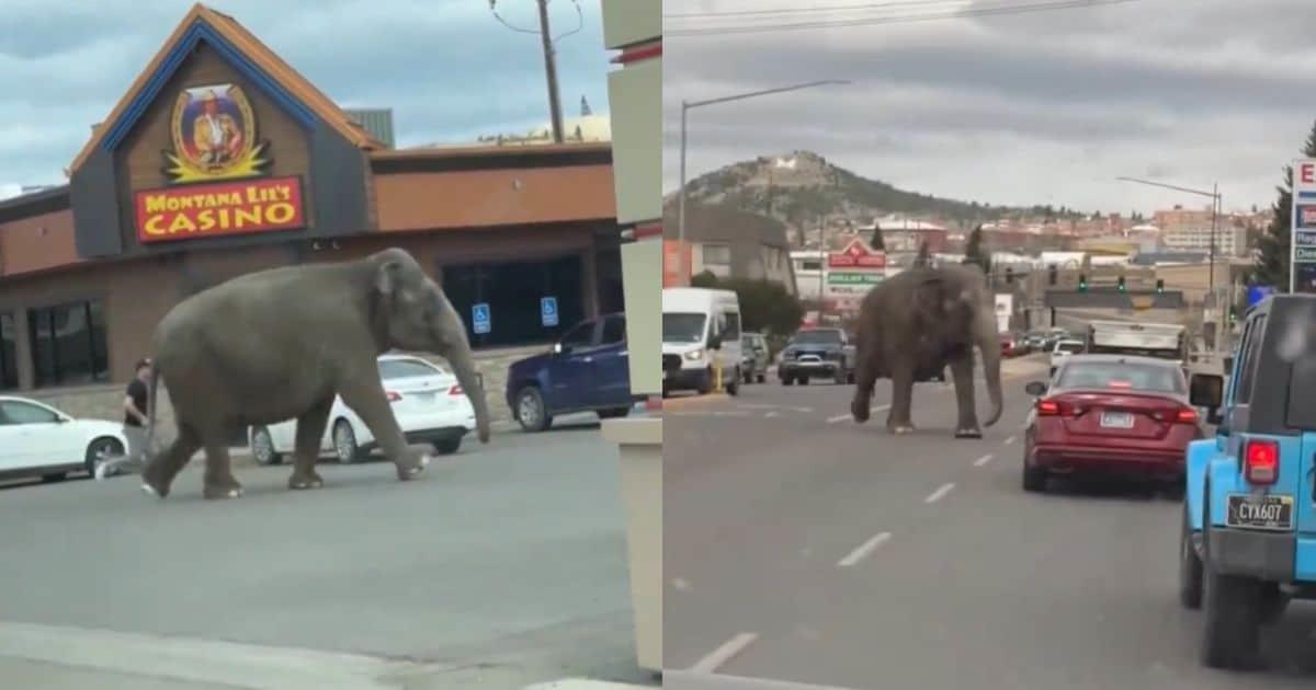 VIDEO | Elefante se escapa de circo y recorre las calles de Montana