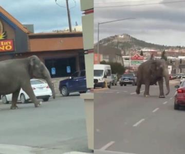 VIDEO | Elefante se escapa de circo y recorre las calles de Montana