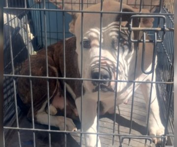 Rescata AMIC a Nala, Pitbull víctima de maltrato animal en Cajeme