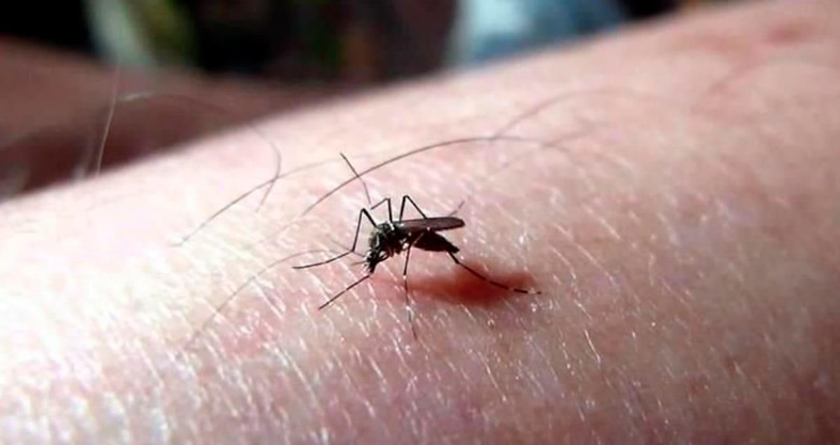 Contagios de dengue se concentran en el sur del país