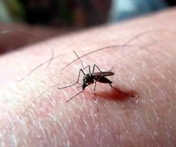 Contagios de dengue se concentran en el sur del país
