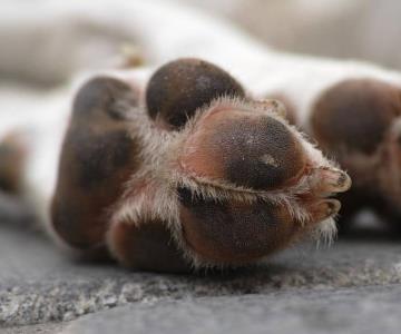 Envenenan a perros en domicilio al norte de Guaymas
