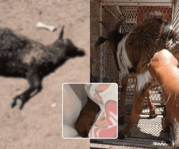 Localizan animales lesionados y sin vida por envenenamiento, en La Manga