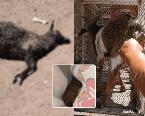 Localizan animales lesionados y sin vida por envenenamiento, en La Manga