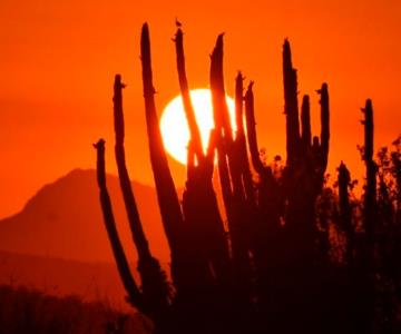 Pronostican temperaturas superiores a los 34 grados en Hermosillo