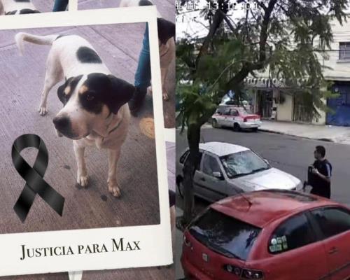 Liberan a presunto agresor de Max, perro asesinado a balazos en la CDMX