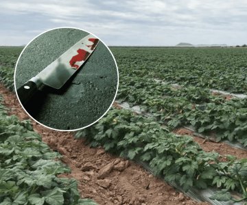 Mujer es detenida por lesionar con arma blanca a compañera en campo agrícola