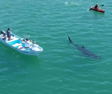 Tiburón avistado en Bahía de Kino es inofensivo para humanos: Capitán de Puerto