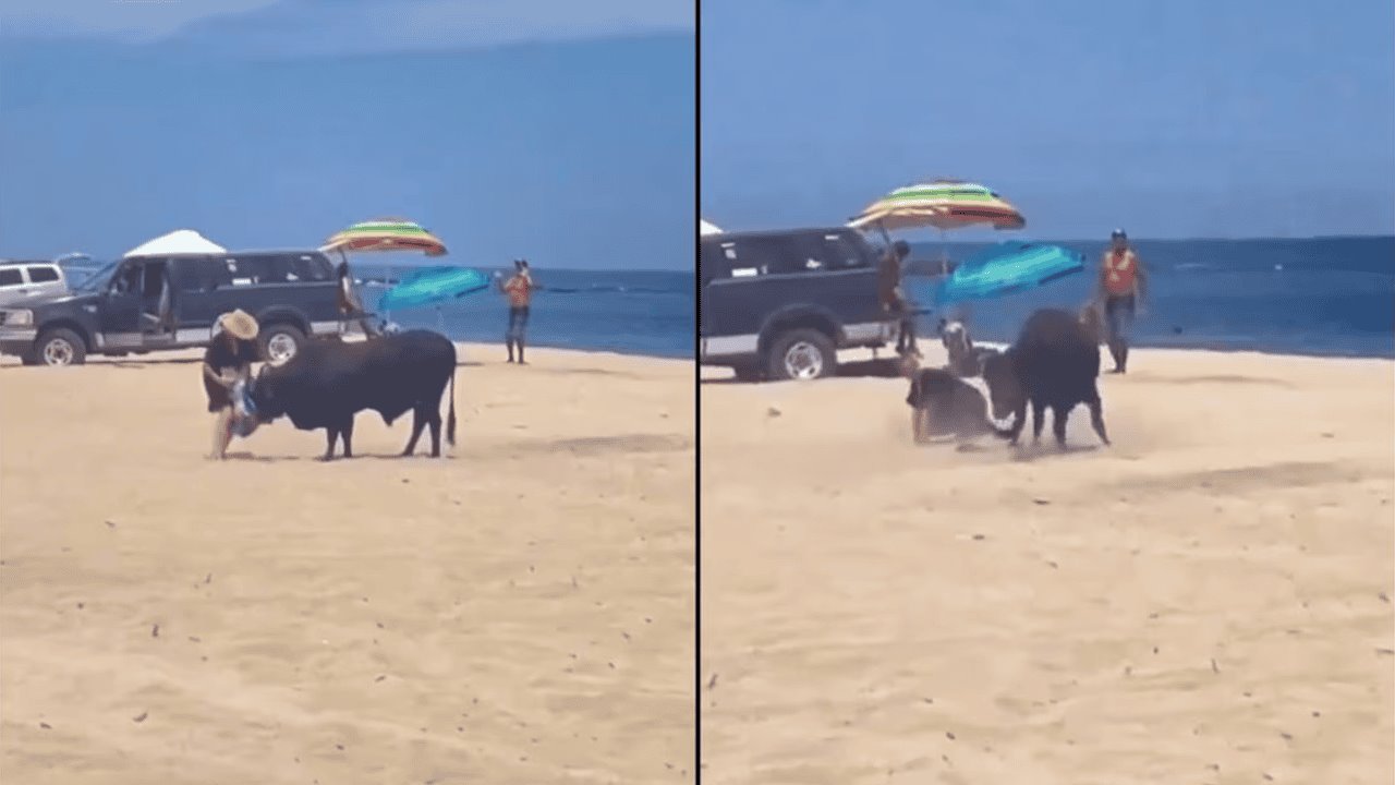 VIDEO | Toro ataca a una mujer en playa de Los Cabos, BCS