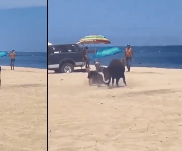 VIDEO | Toro ataca a una mujer en playa de Los Cabos, BCS