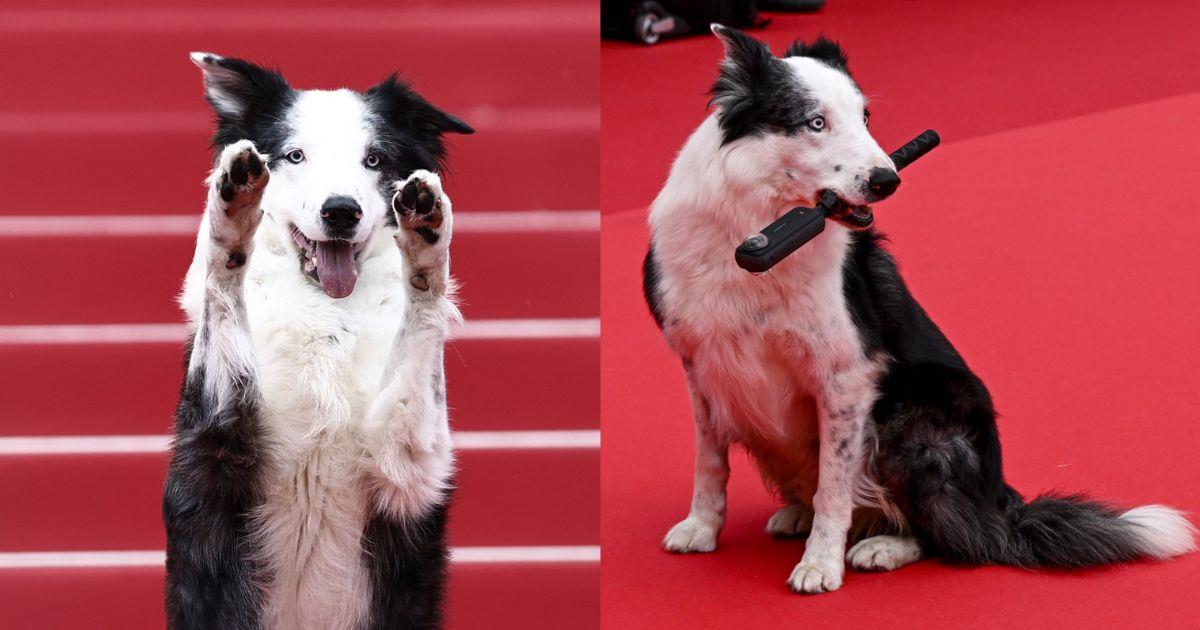 Messi, perro de Anatomía de una caída, conquista alfombra roja de Cannes