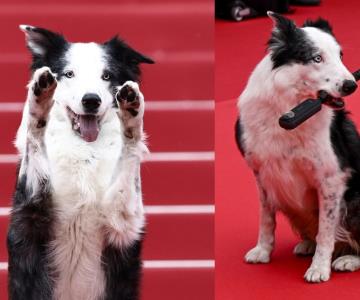 Messi, perro de Anatomía de una caída, conquista alfombra roja de Cannes
