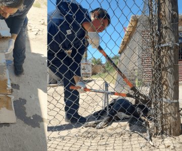 Rescatan a perro atrapado en la colonia Arco Iris; sufría golpe de calor