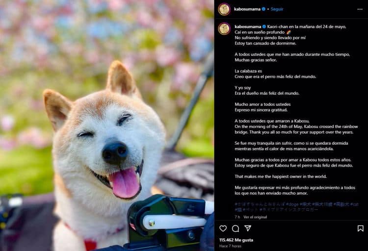 Muere Kabosu, la perrita japonesa detrás del meme de Doge