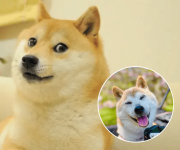 Muere Kabosu, la perrita japonesa detrás del meme de Doge