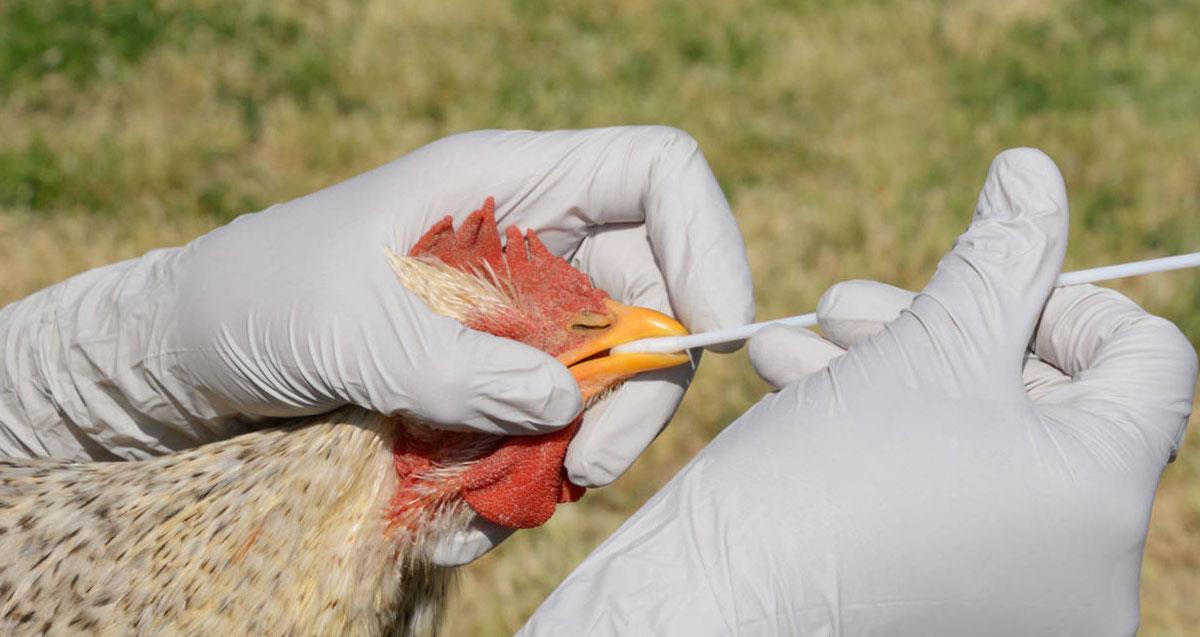 Estados Unidos teme que gripe aviar infecte más fácil a los humanos