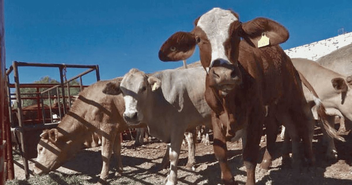 Producción de carne bovina crece en Sonora: Inegi