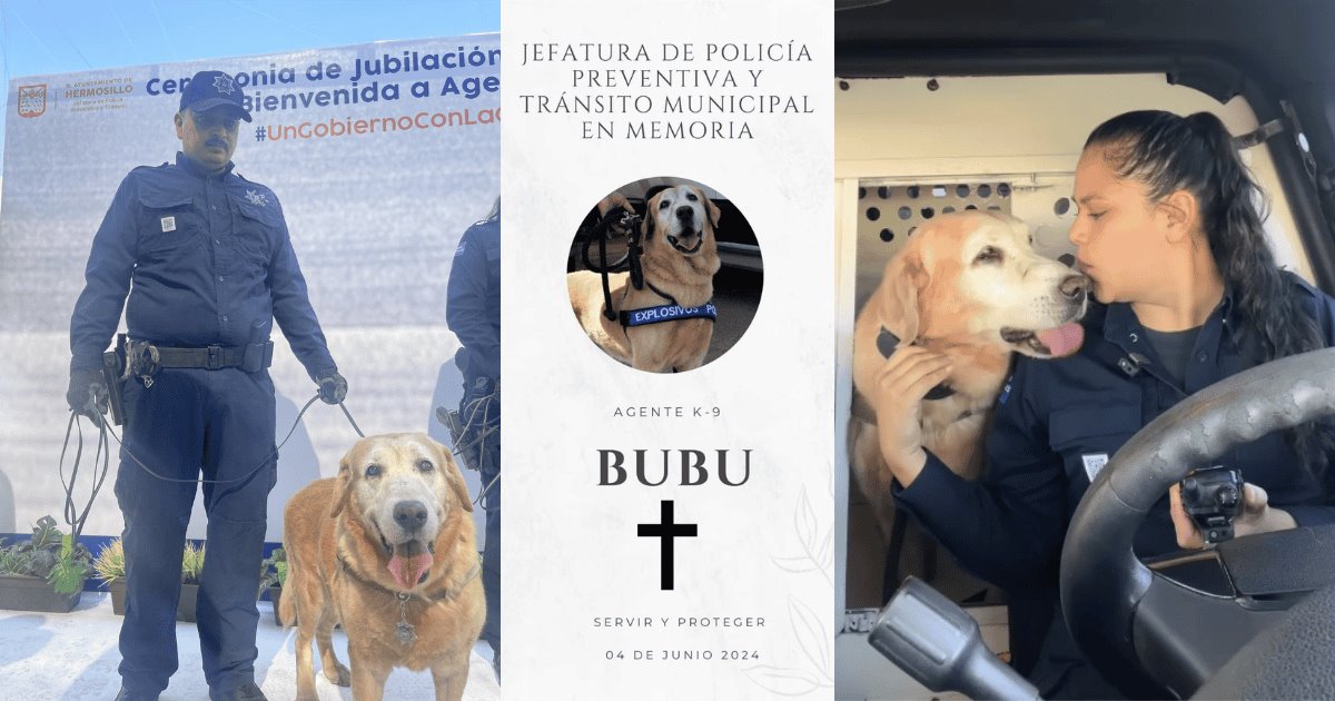 Fallece Bubu, el exagente K-9 de Hermosillo, a un año de su jubilación