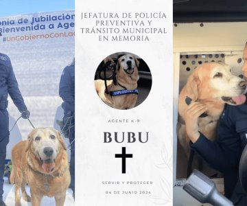 Fallece Bubu, el exagente K-9 de Hermosillo, a un año de su jubilación