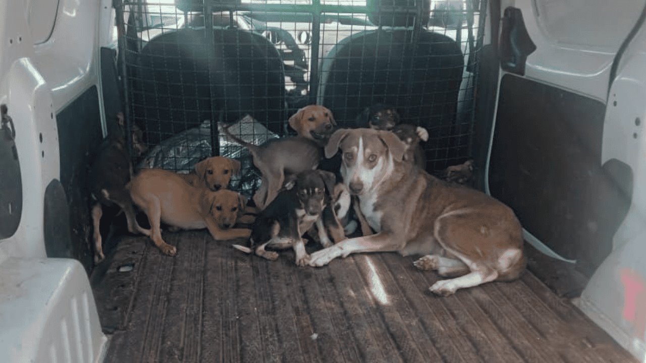 Rescatan a 15 cachorros y una perra de maltrato animal