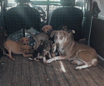 Rescatan a 15 cachorros y una perra de maltrato animal