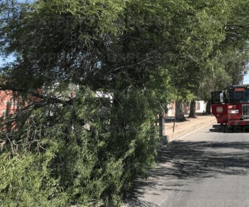 VIDEO | Cae rama de mezquite sobre estudiantes mientras esperaban el camión