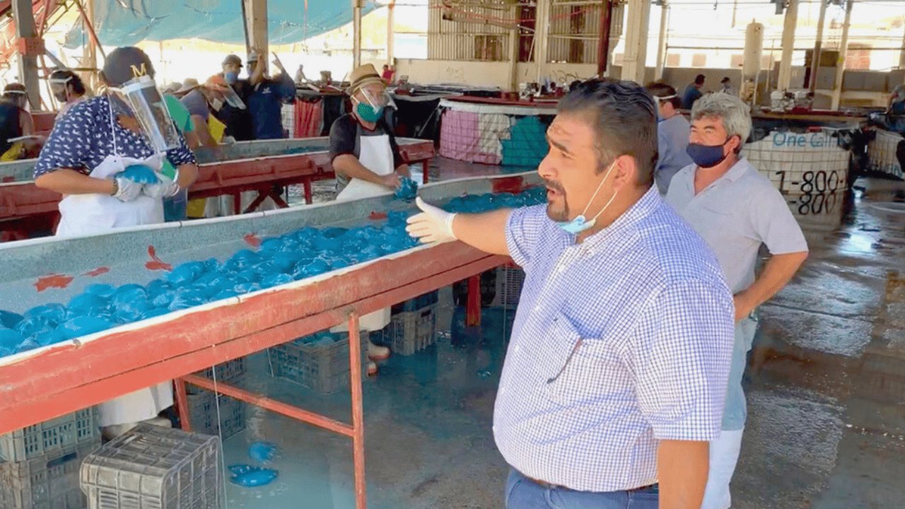 Registran Guaymas y Empalme producción récord de aguamala