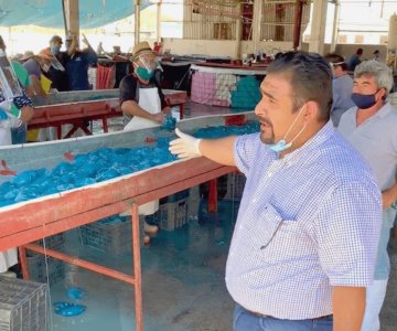 Registran Guaymas y Empalme producción récord de aguamala