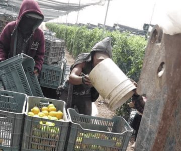 Cinco estados concentran violencia en zonas agrícolas