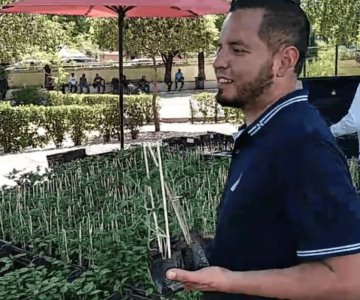 Regalan más de dos mil plantas de chiltepín y tomate en Nogales