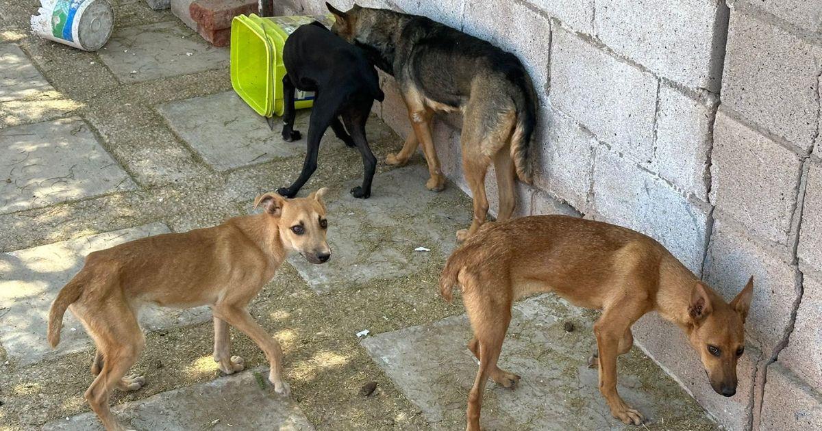 Rescatan a perrita y cachorros víctimas de maltrato en Guaymas