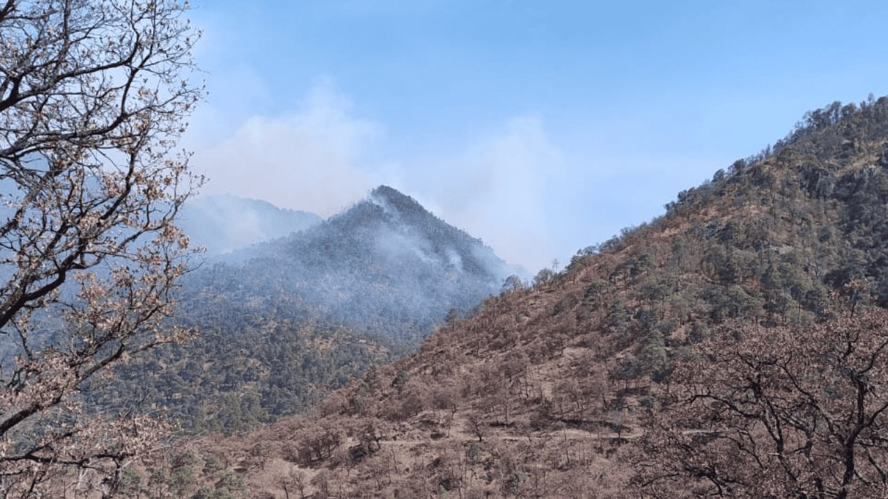 Incendio forestal en Yécora es extinguido