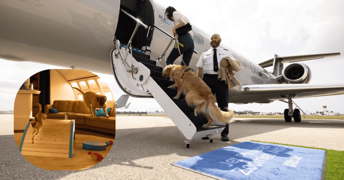 Vuelos VIP para perros; conoce Air Ladrido, la aerolínea de lujo canina