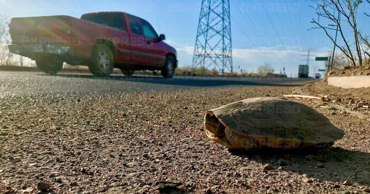 Alertan a automovilistas por presencia de tortugas al poniente de Hermosillo