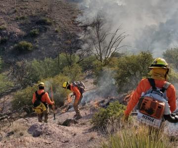Combaten incendio forestal cerca de la frontera con Arizona