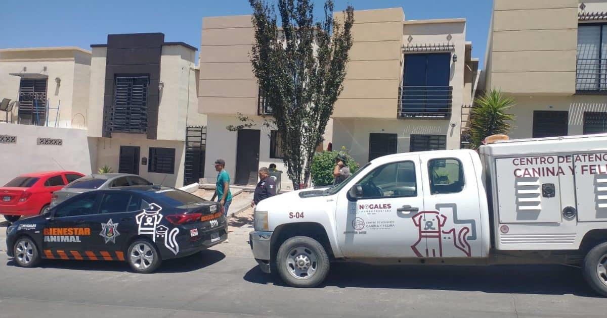 Hombre pierde la oreja tras ser atacado por perros en Nogales