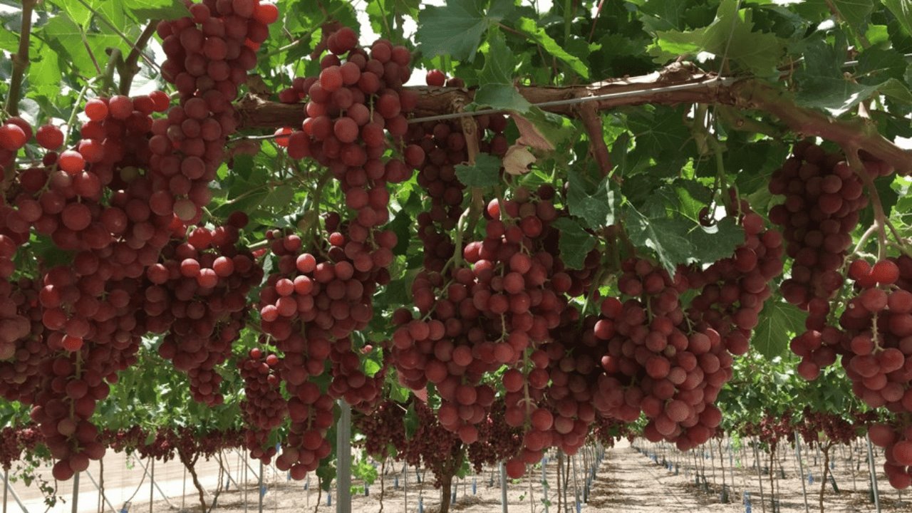 Sonora proyecta cosecha récord de uva de mesa