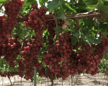 Sonora proyecta cosecha récord de uva de mesa