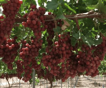 Sonora proyecta cosecha récord de uva de mesa