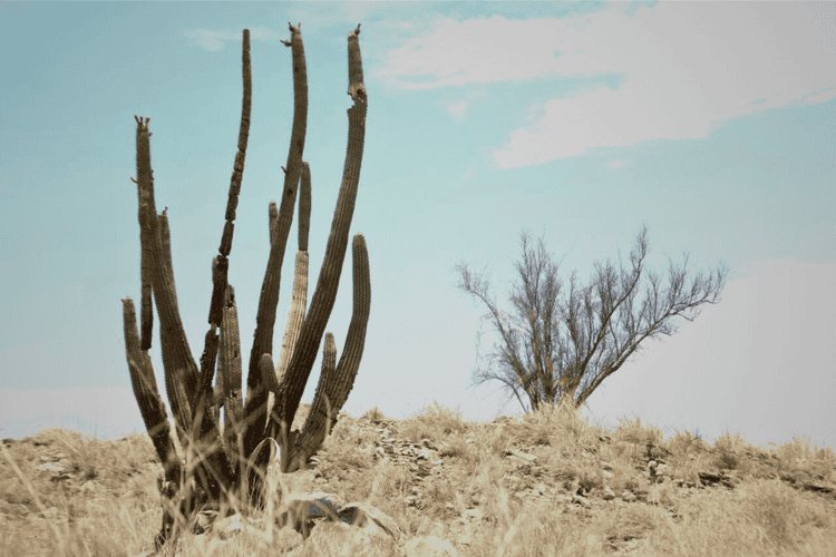 En seis años, todo podría cambiar por efectos del cambio climático en Sonora