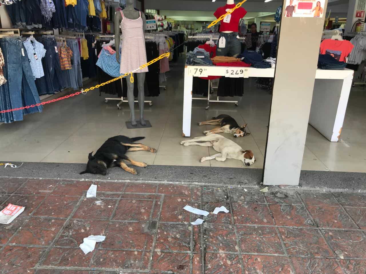 ¡Ayuda canina bajo el sol!